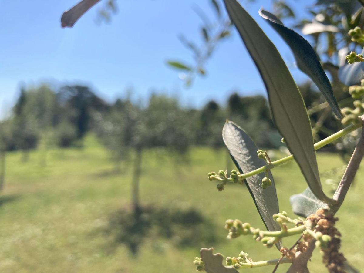 Bauernhof Tenuta Poggio Farnia *